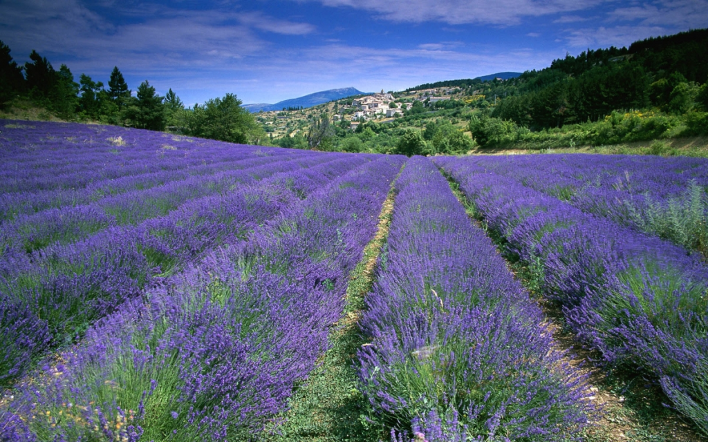 Cánh đồng hoa Lavender hồ Tuyền Lâm