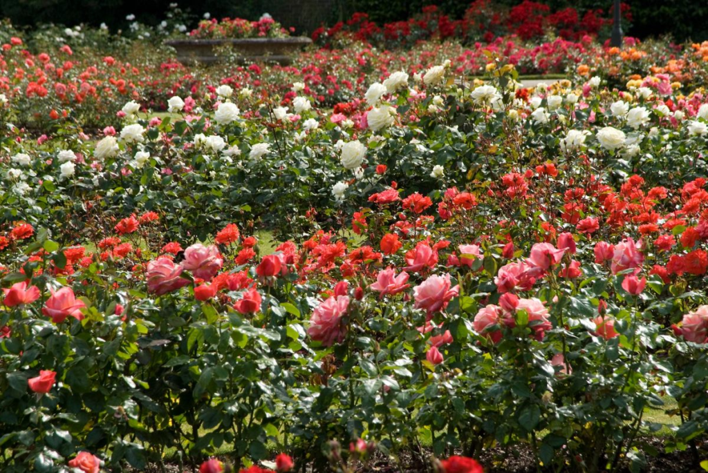 Vườn hoa hồng Đà Lạt 
