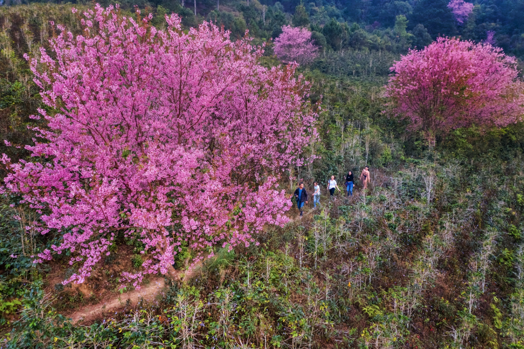 Cánh đồng hoa mai anh đào Đà Lạt 