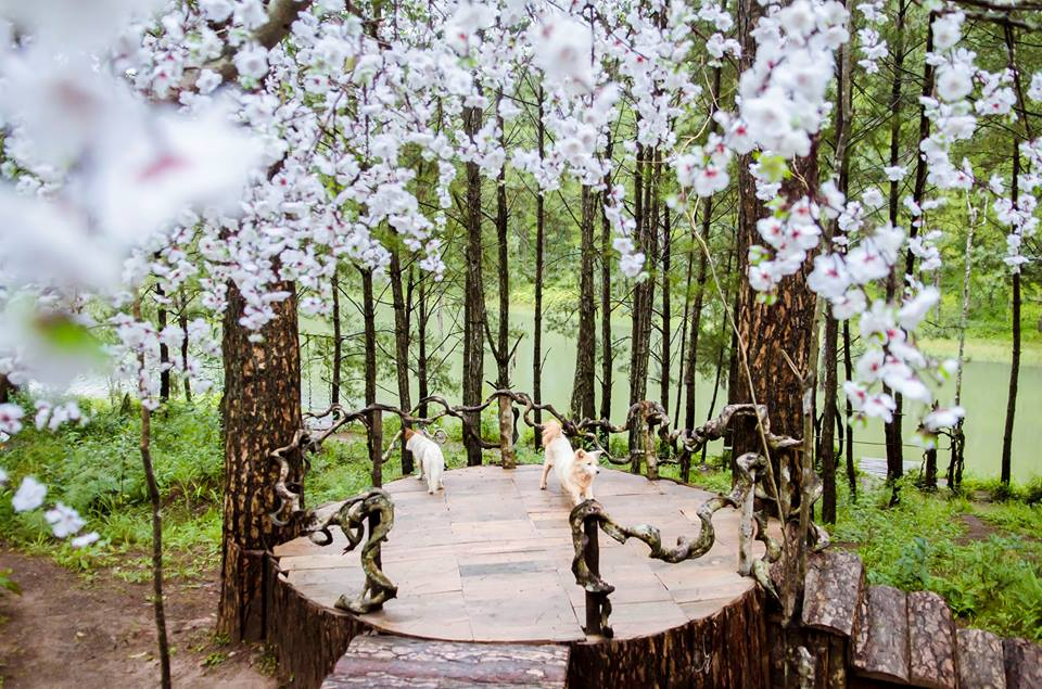 Vườn hoa Đà Lạt Hồ Tuyền Lâm