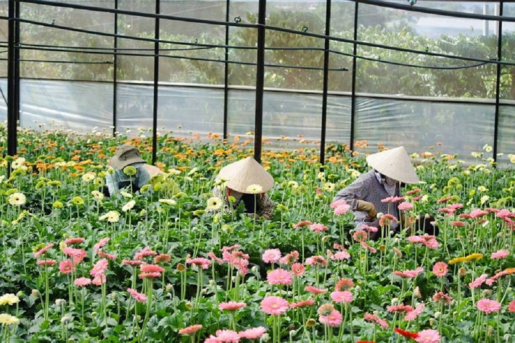 Vườn hoa Đà Lạt Thái Phiên