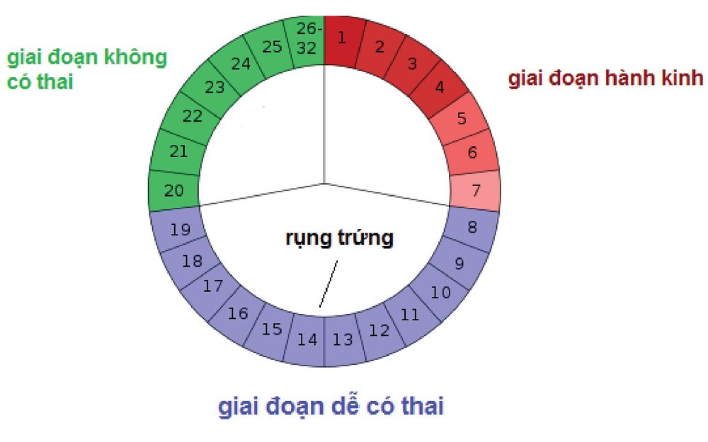 Tính ngày rụng trứng để làm gì?