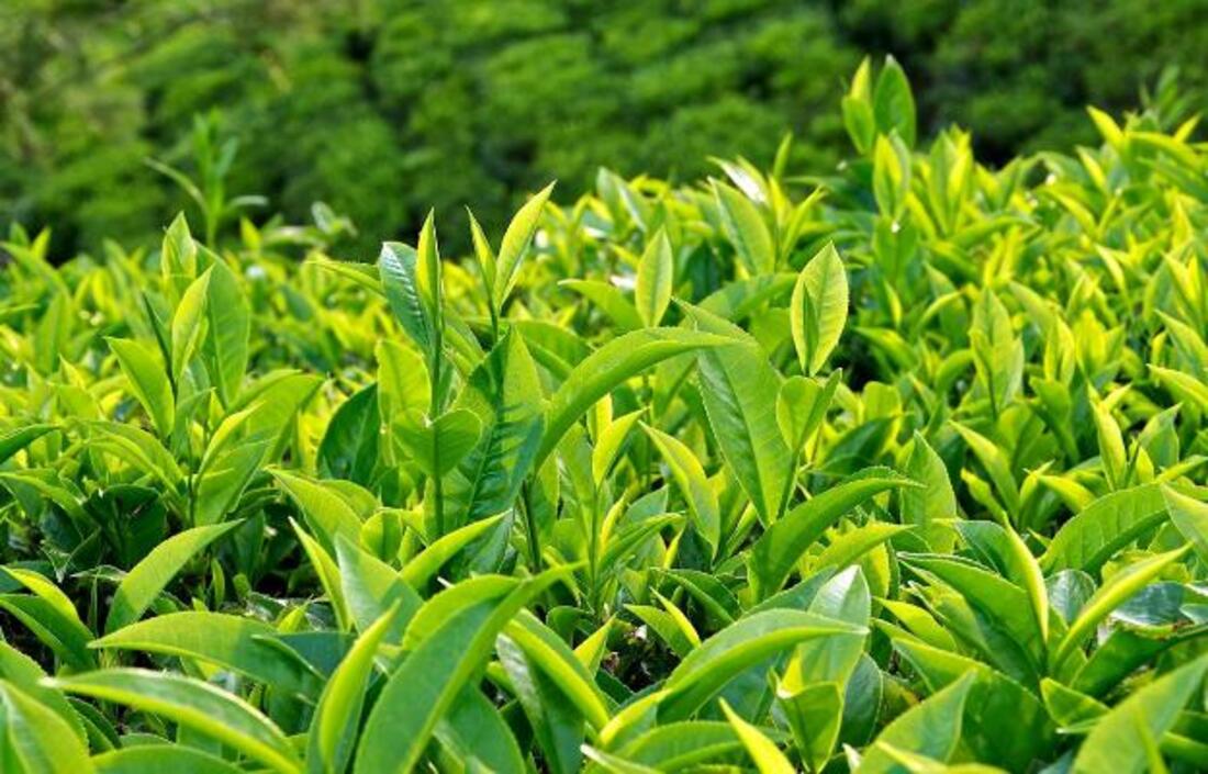 Lá trà xanh chứa nhiều chất chống oxy hóa giúp đốt mỡ hiệu quả