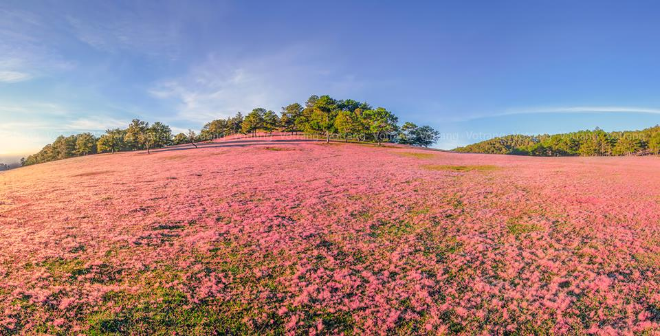 Núi cỏ hồng Đà Lạt thường xuất hiện vào tháng 11 hàng năm 
