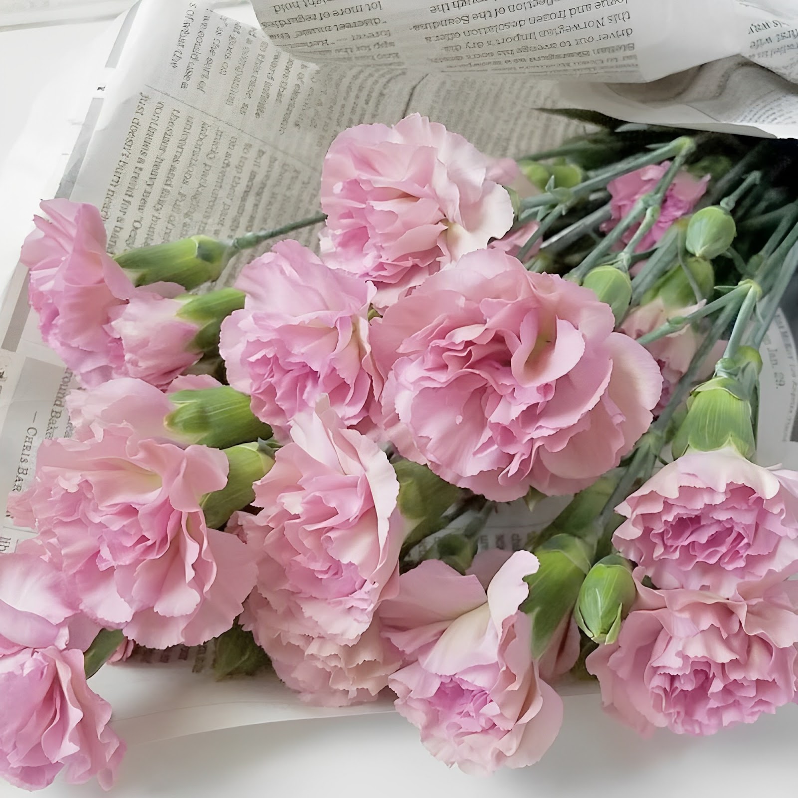 Hoa cẩm chướng biểu hiện tình yêu thương và lòng biết ơn