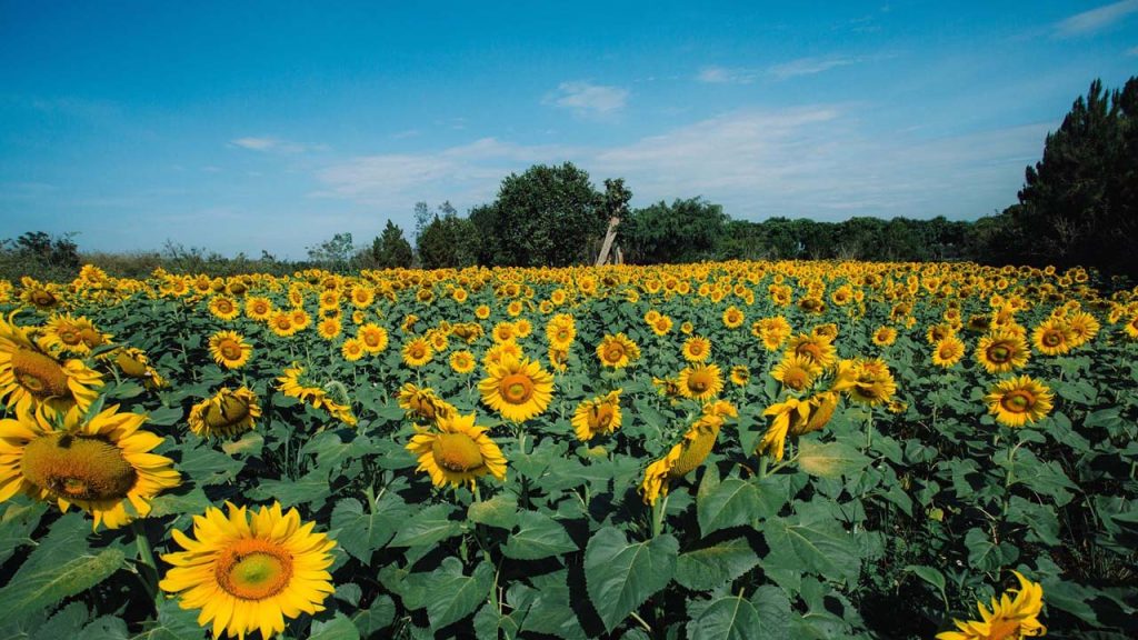 Cánh đồng hoa hướng dương tại Dalat Milk Farm