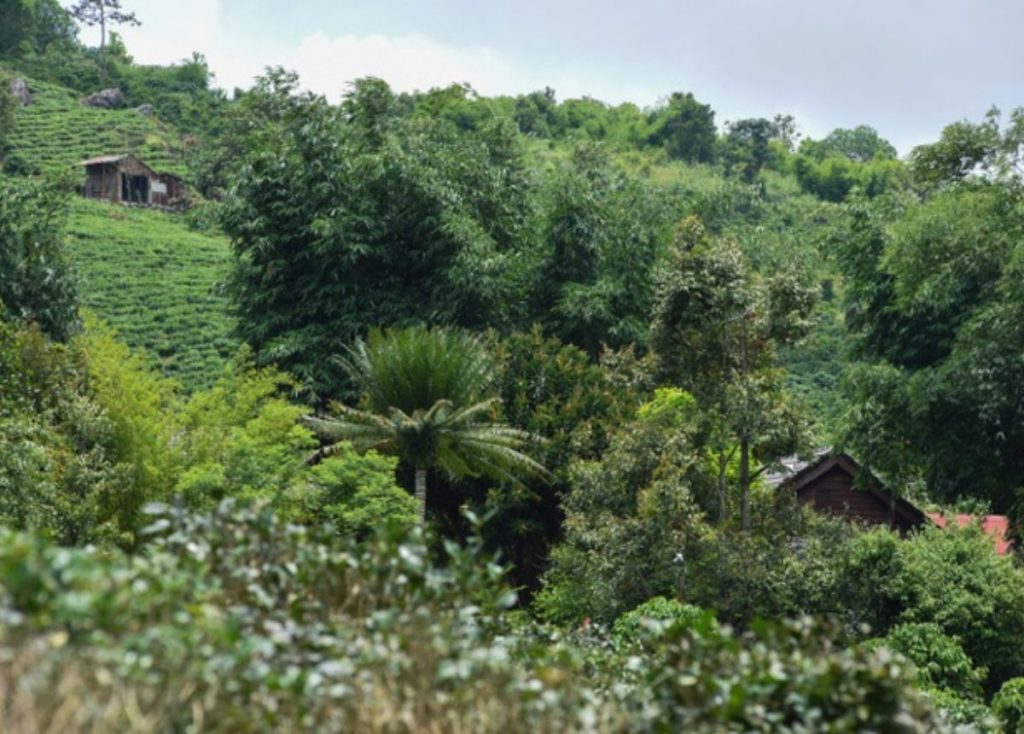 View thung lũng, đồi chè xanh mướt tuyệt đẹp tại chặng đường đất lên Chùa Linh Quy Pháp Ấn Đà Lạt
