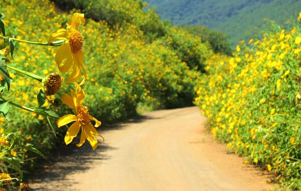 Di chuyển từ Đà Lạt đến Chùa Linh Quy Pháp Ấn vào những tháng cuối năm thì bạn sẽ được chiêm ngưỡng rừng hoa dã quỳ vàng ươm 
