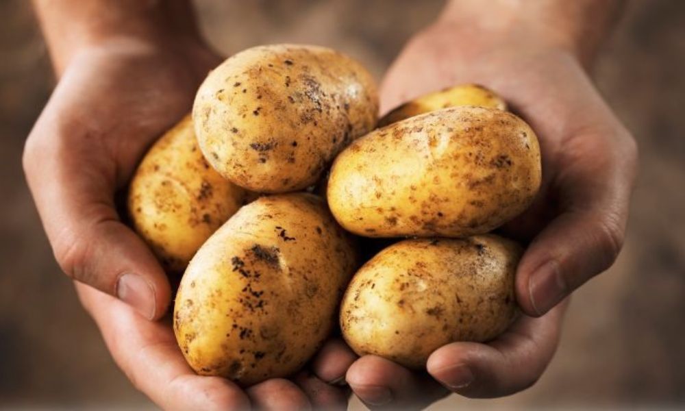 Những lợi ích từ khoai tây đối với sức khỏe con người