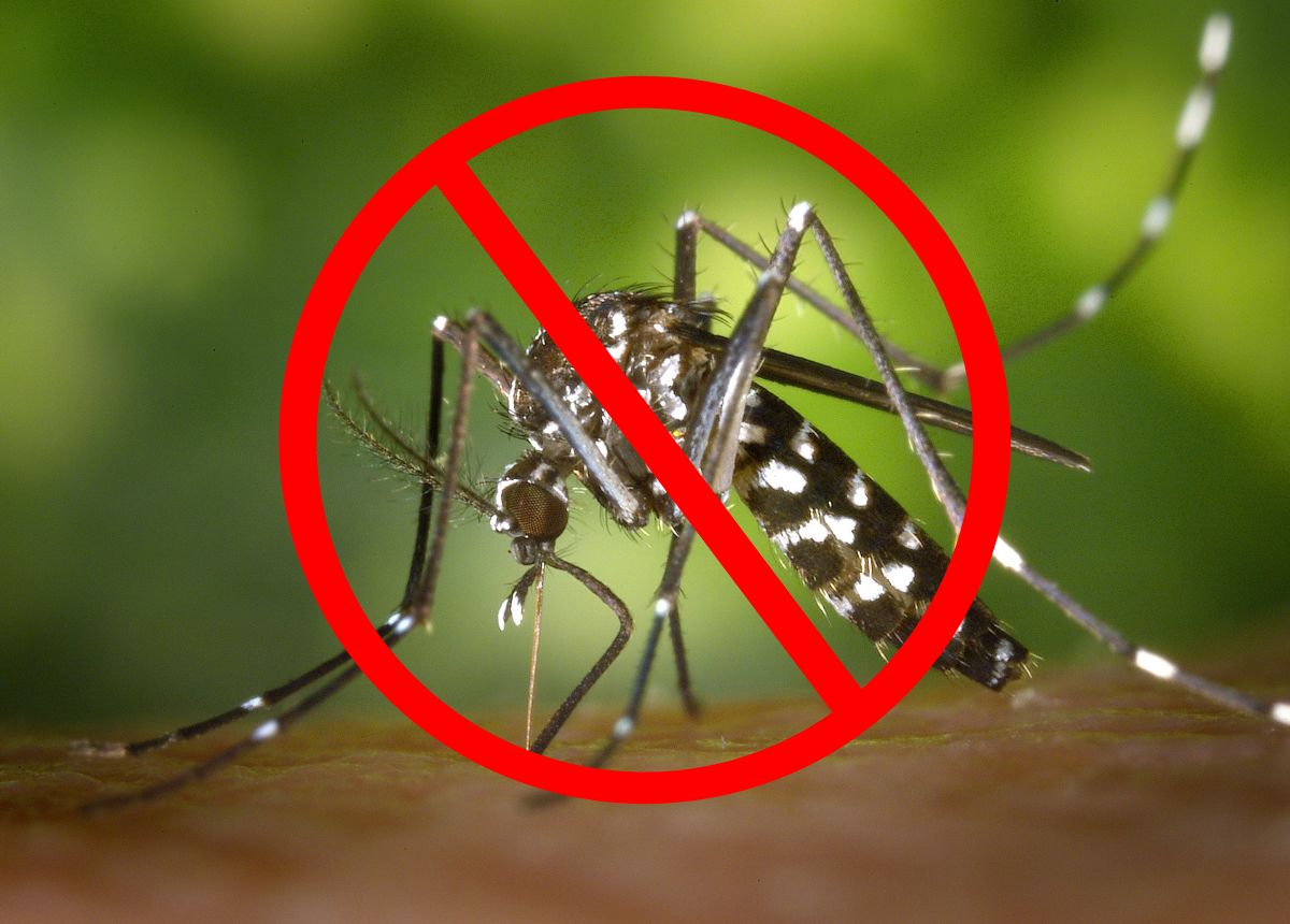 Cách đuổi muỗi tận gốc, tự nhiên, hiệu quả trong vườn, trong nhà