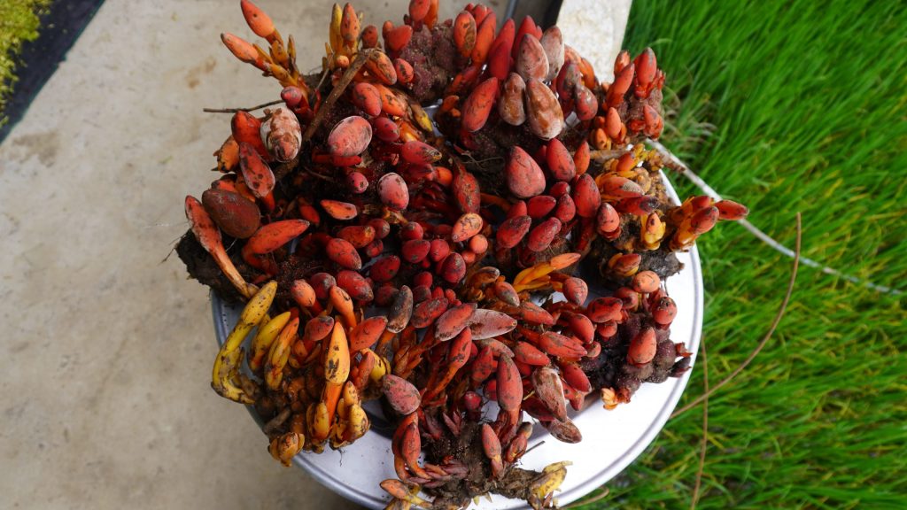 Ai không nên sử dụng nấm ngọc cẩu
