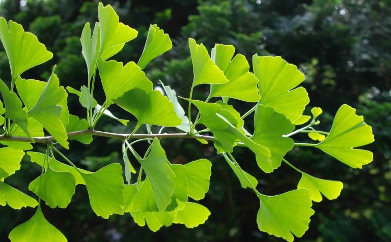 Cây bạch quả là gì? Bạch quả có tác dụng gì đối với sức khỏe?