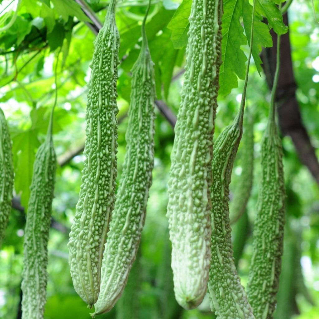 Khổ qua có thành phần chống oxy hóa tốt cho cơ thể