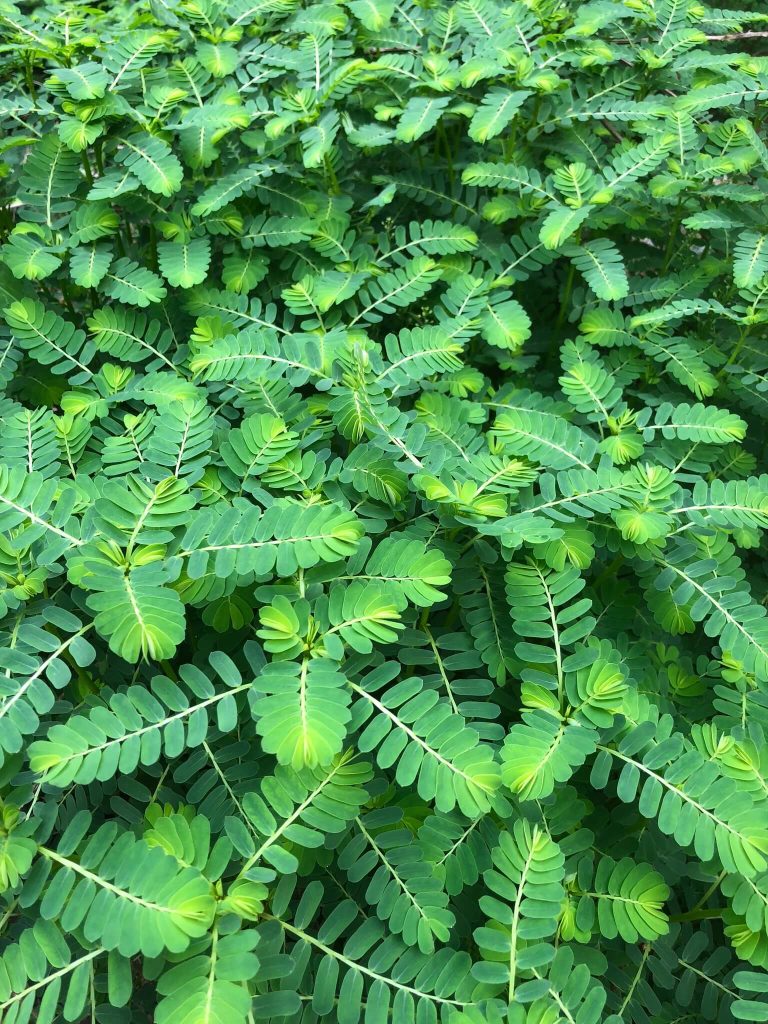 Cây có tác dụng giảm đau mạnh gấp 4 lần indomethacin