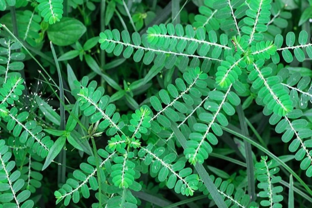 Polyphenol bên trong cây này có tác dụng phòng chống các tế bào ung thư