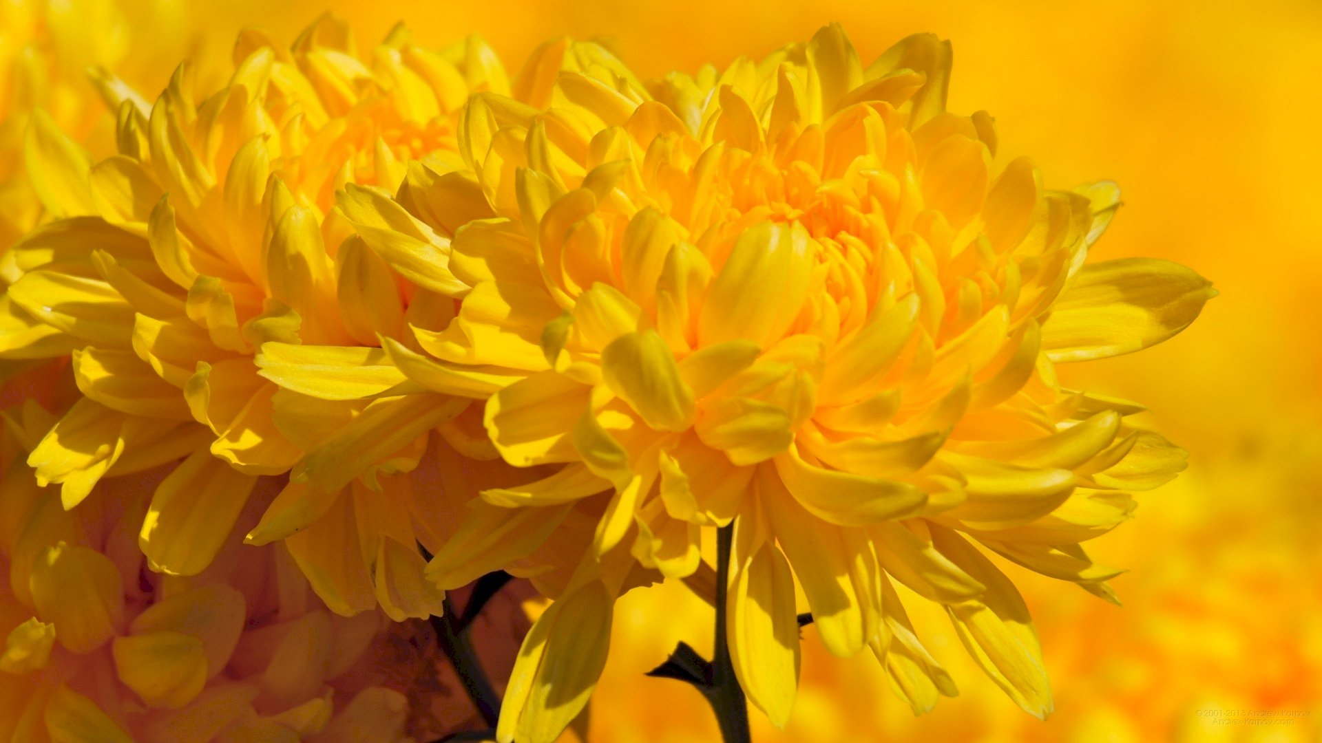 Hoa cúc: Lợi ích chữa bệnh của hoa cúc trong y học | TIKI