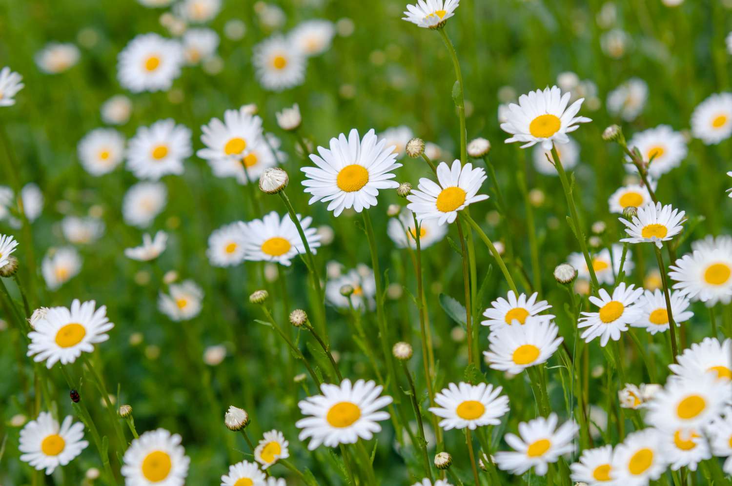 Hoa cúc trắng - Bật mí nhiều điểm đặc biệt về loài hoa này | TIKI