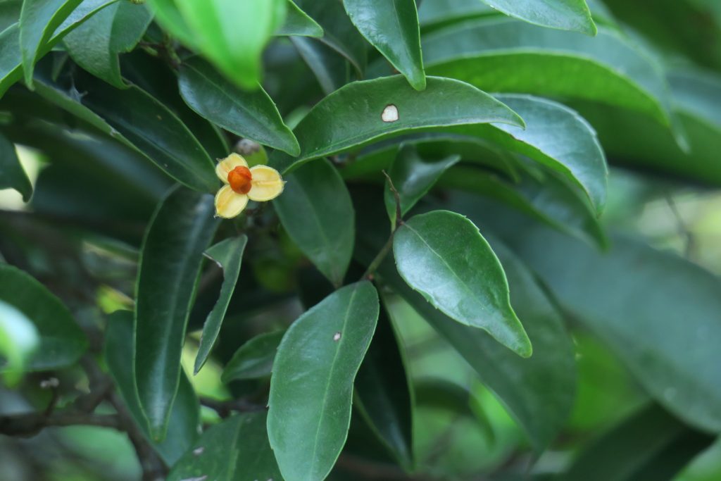 Các bài thuốc dân gian làm từ cây xạ đen