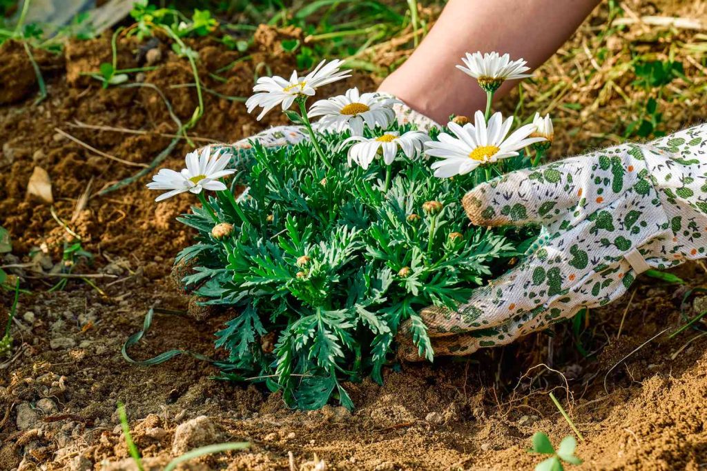 Hoa cúc trắng khá dễ trồng và chăm sóc