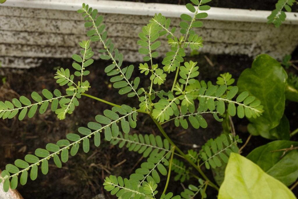 Cây chó đẻ có thể gây khó chịu dạ dày, tiêu chảy cho một số người