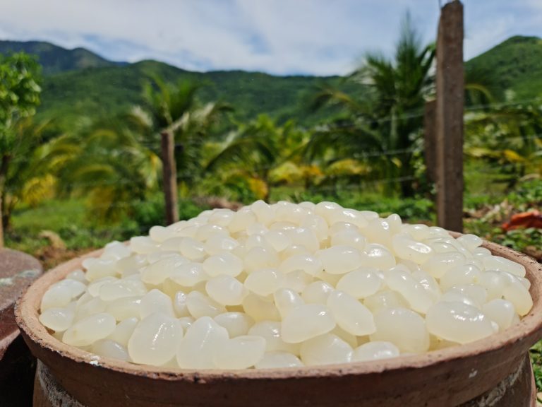Hạt đác là gì? Đặc điểm, công dụng và cách chế biến hạt đác