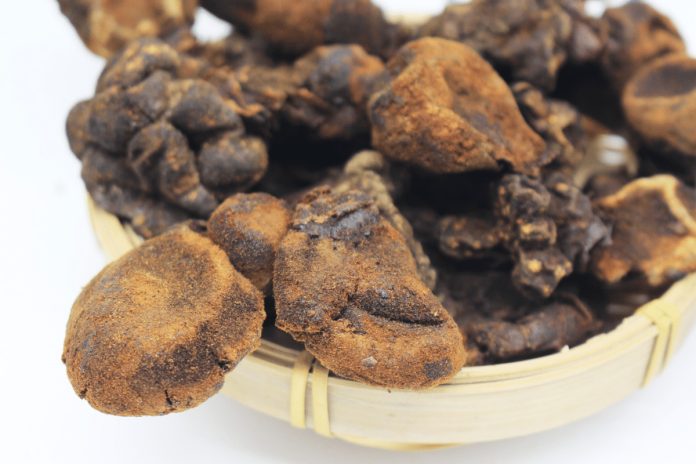 Nấm ngọc cẩu