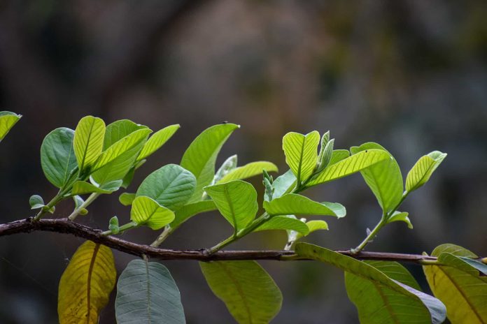Lá ổi có tác dụng gì?