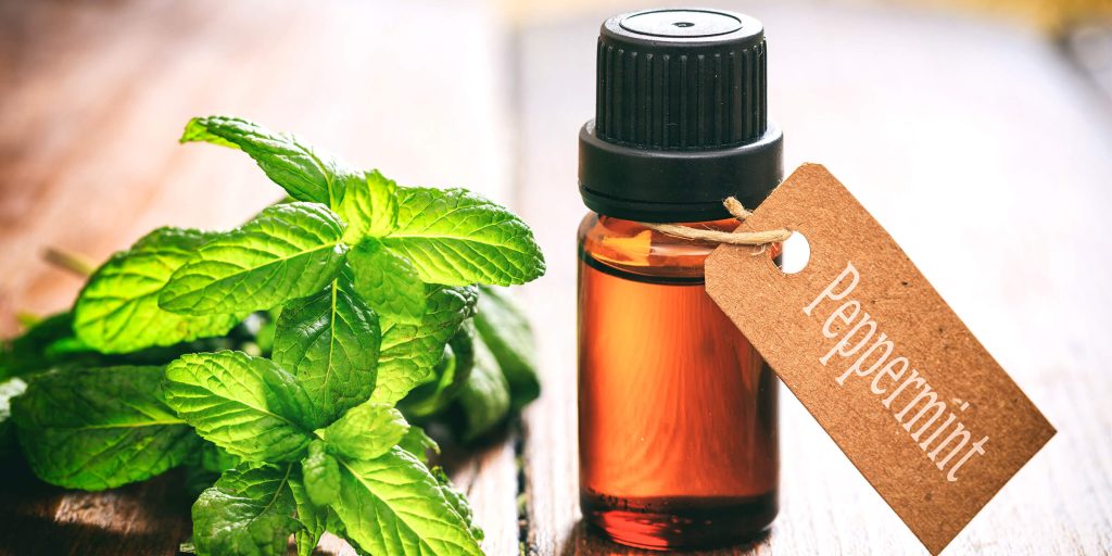 Tinh dầu bạc hà giúp xua đuổi muỗi và ngăn ngừa muỗi đốt hiệu quả