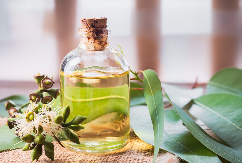 Tinh dầu bạch đàn chanh hay tinh dầu khuynh diệp giúp xua đuổi muỗi