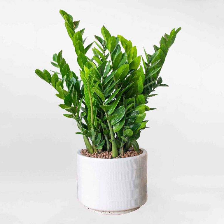 Ý nghĩa phong thủy của cây kim tiền, cách trồng, chăm sóc