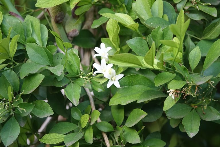 Thuốc kim tiền thảo: Công dụng chữa bệnh, lưu ý sử dụng