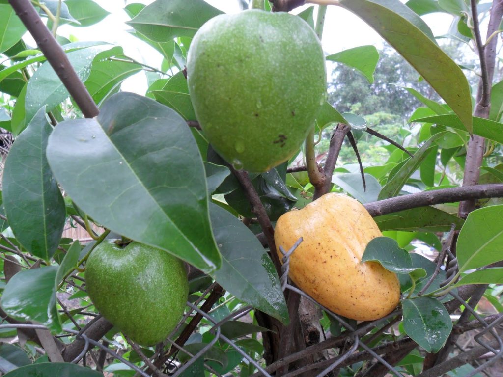 Trái bình bát có hình tim, mọc kép, khi chín có màu vàng