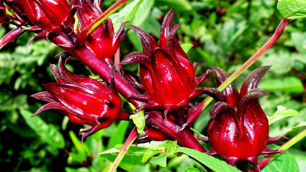 Một số lưu ý khi dùng trà dược liệu này để tránh gặp phải tác dụng phụ không mong muốn