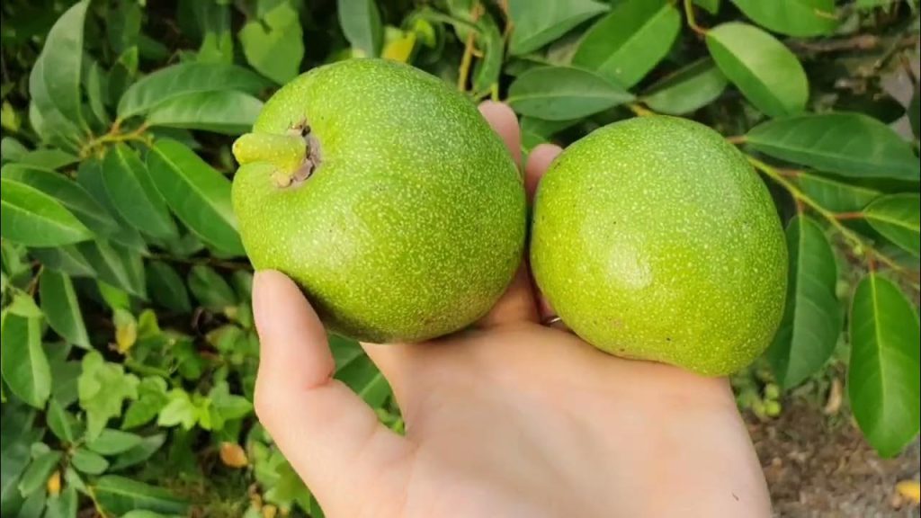 Trái bình bát, vỏ thân và hạt đều có tác dụng kháng khuẩn, trừ giun sán