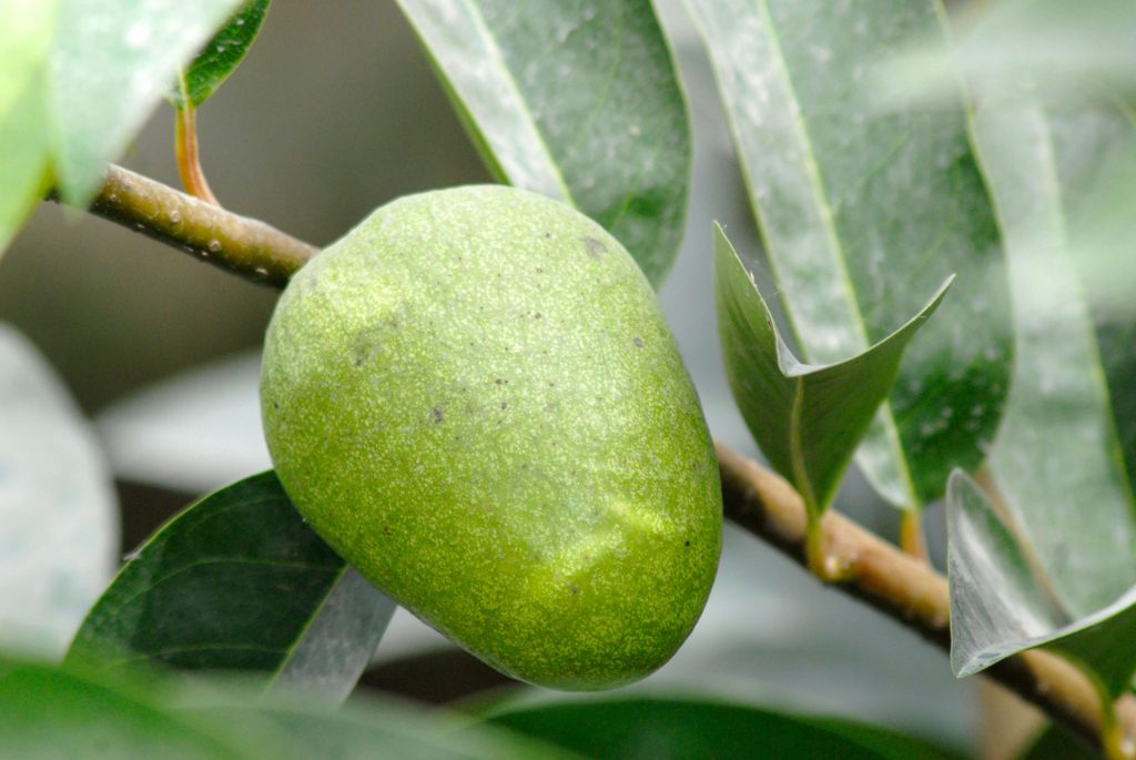 Bình bát giúp ngăn chặn bạch cầu Lympho tăng cao, phòng chống tế bào ung thư