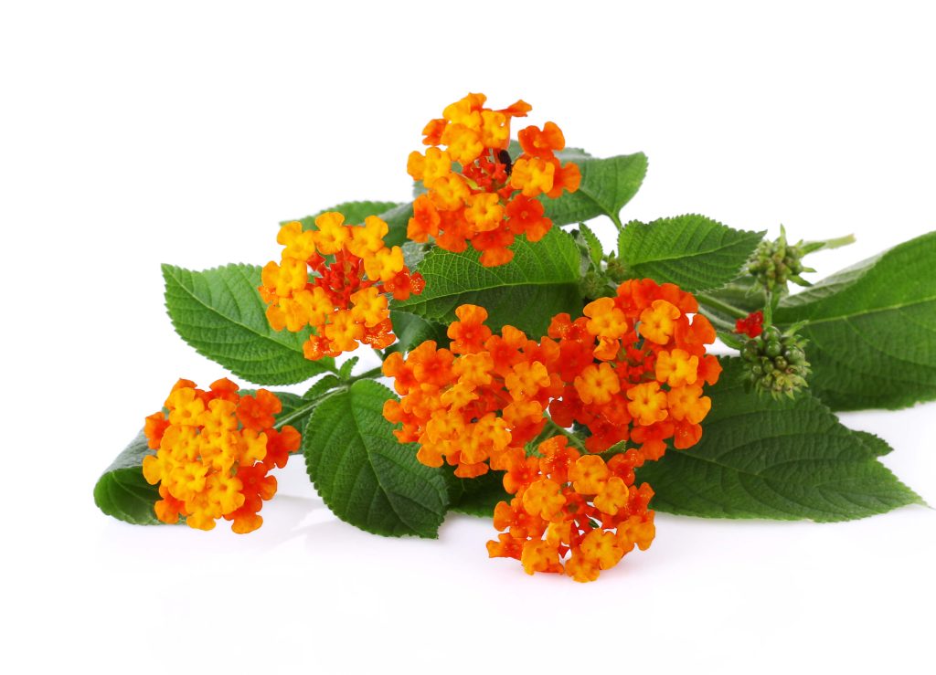 Cây ngũ sắc là vị thảo dược quen thuộc trong các bài thuốc dân gian