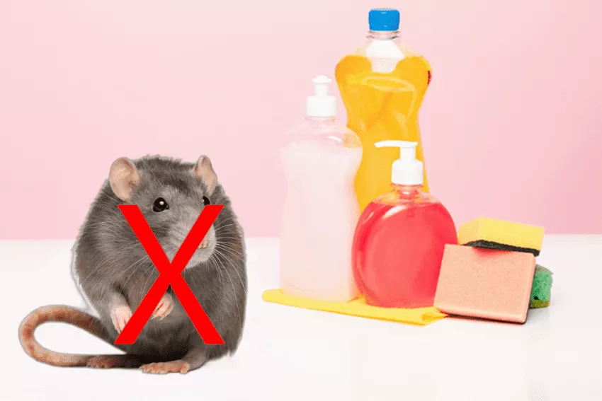 diệt chuột bằng nước rửa chén và mì ăn liền