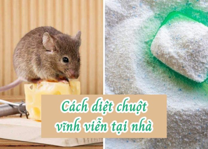 cách diệt chuột
