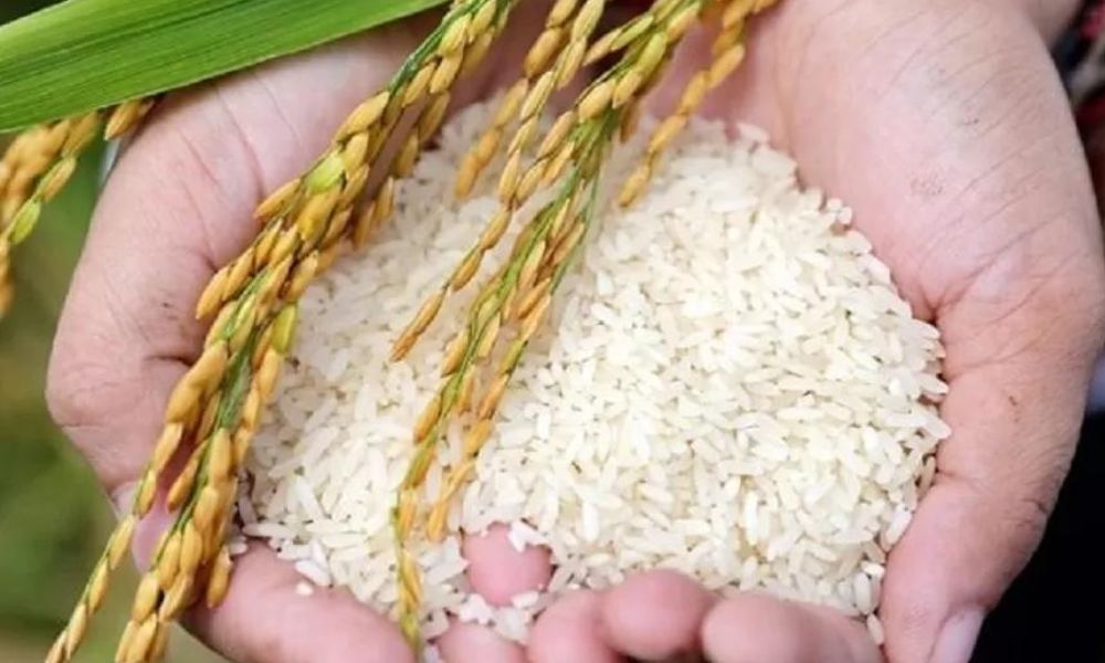 Chọn mua gạo nếp ngon