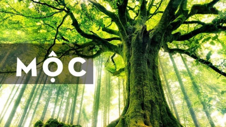 Mệnh mộc sinh năm nào? Những đặc điểm chi tiết về người mệnh Mộc