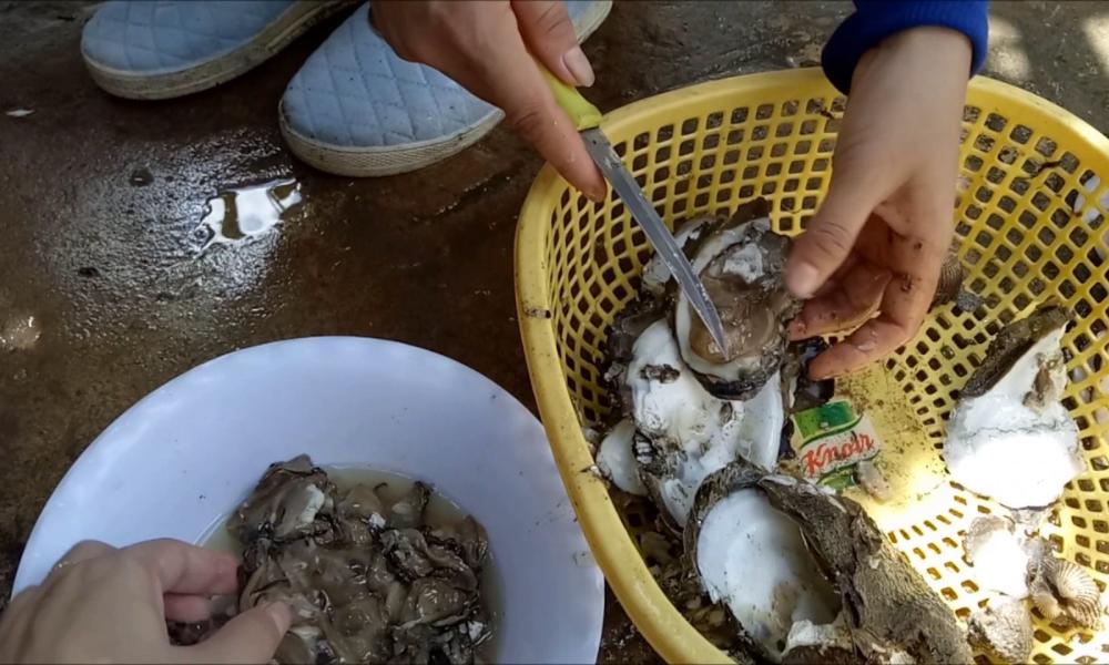 sơ chế hàu sữa