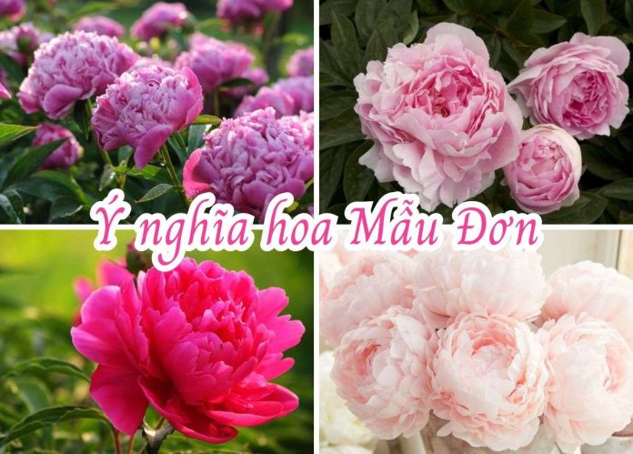 hoa mẫu đơn