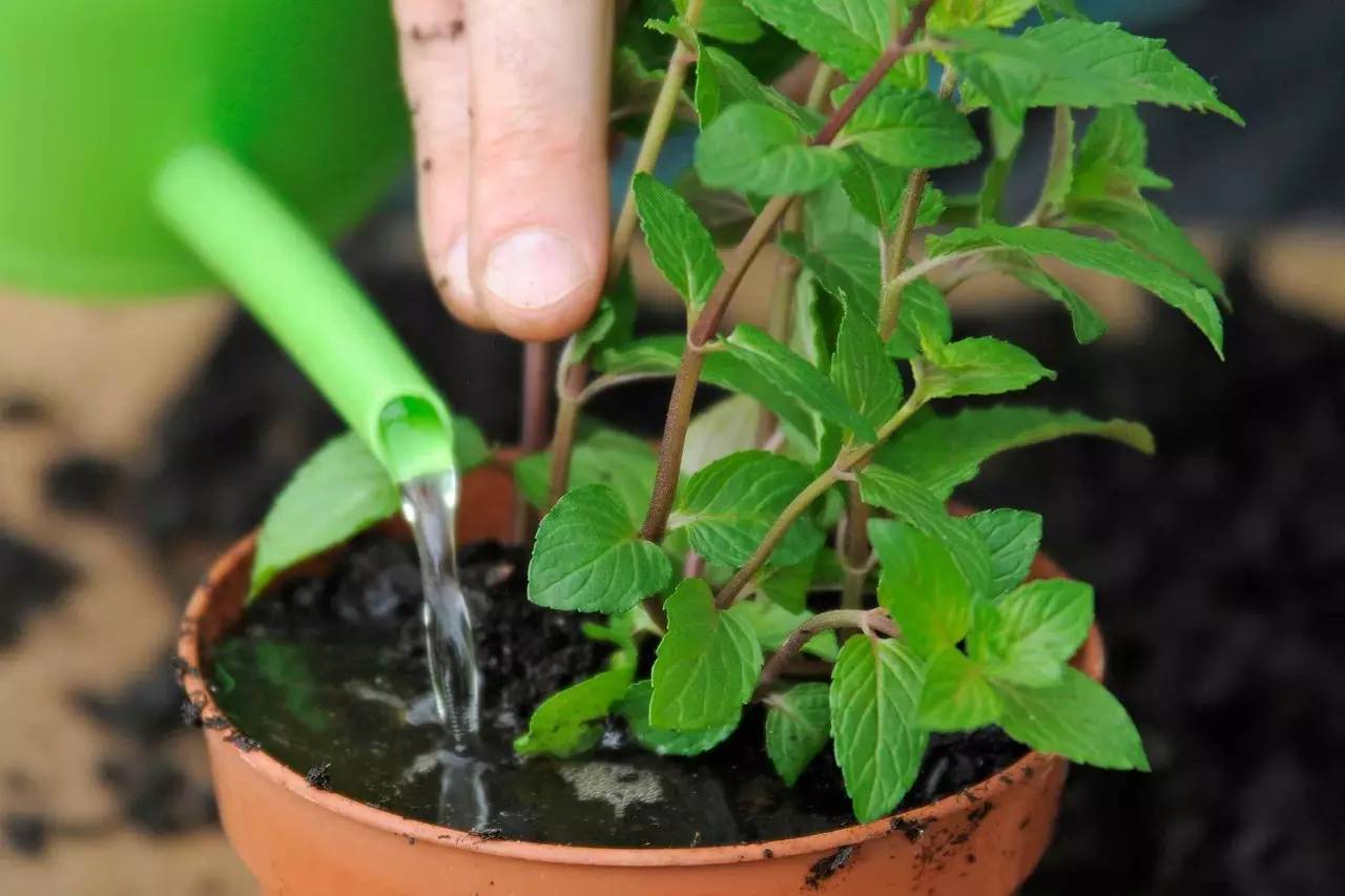 Cách đuổi ruồi bằng cây húng quế