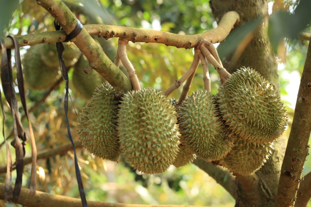 Sầu riêng Cái Mơn