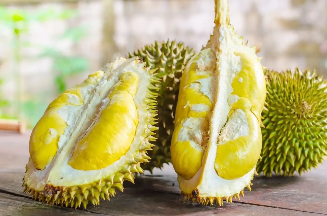 Cách diệt chuột cống bằng sầu riêng