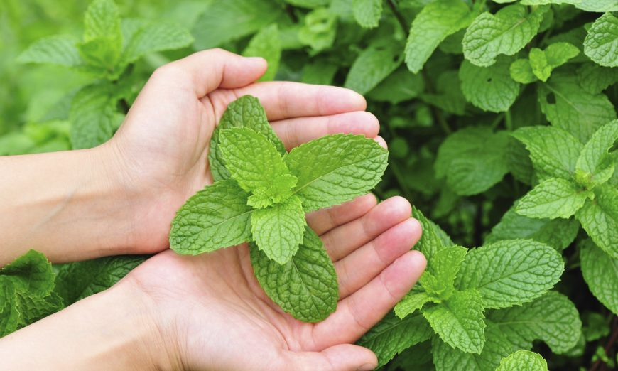 Cách đuổi chuột bằng lá bạc hà