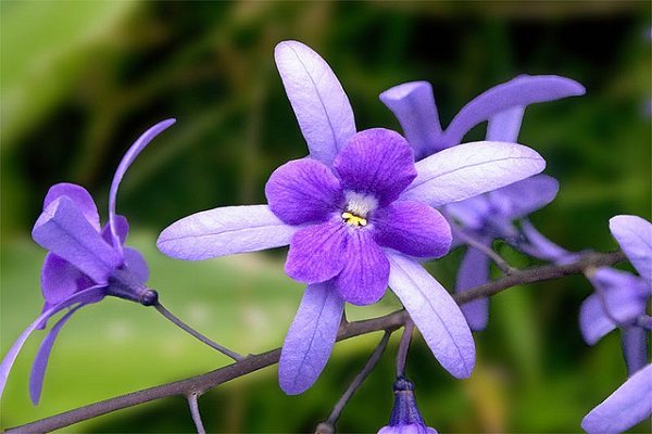 mai xanh