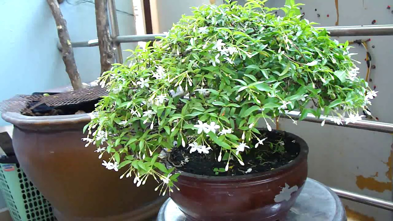 mai chiếu thủy