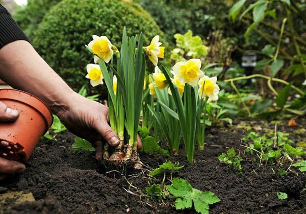 Cách trồng và chăm sóc hoa thủy tiên