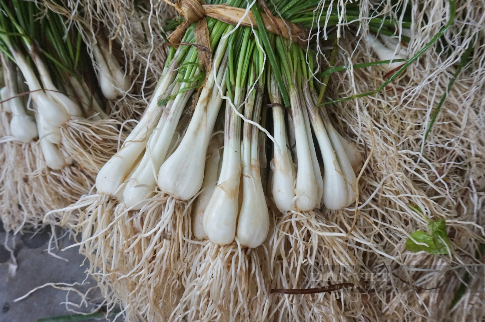phân biệt các loại củ kiệu